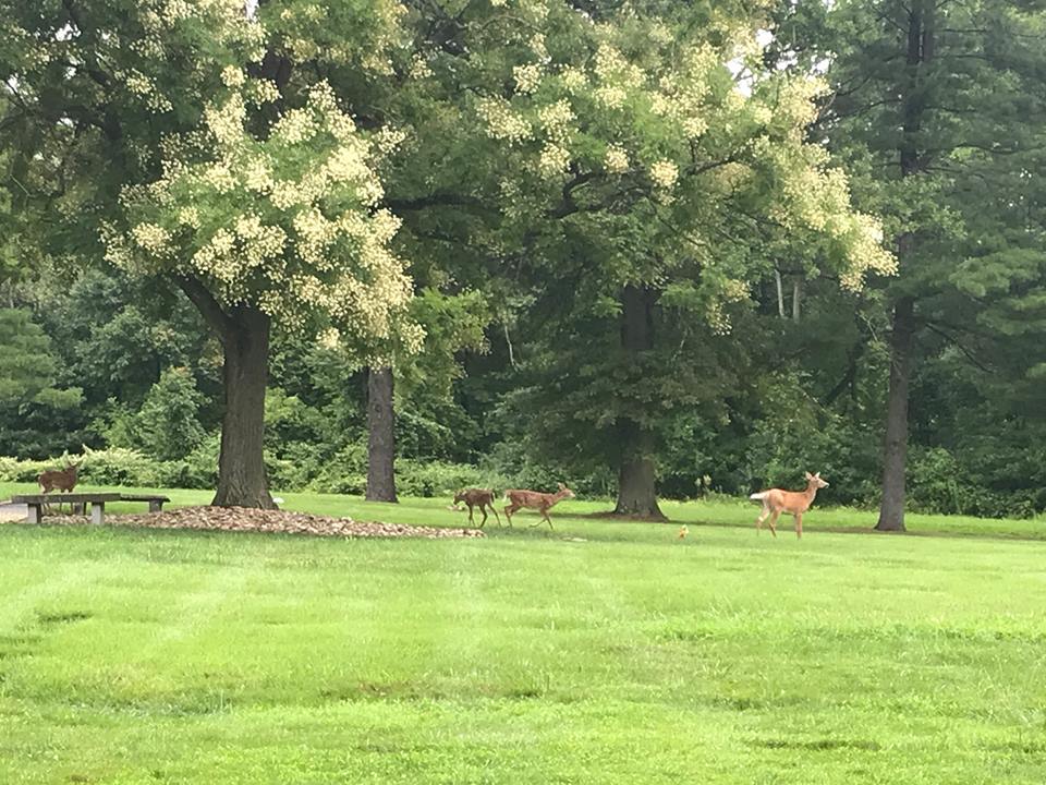 deer on grounds